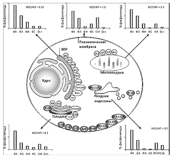 Иллюстрация к книге — Неалкогольная жировая болезнь печени [i_034.jpg]