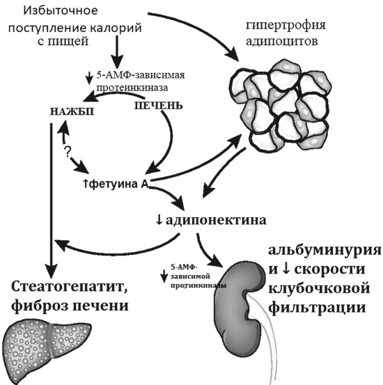 Иллюстрация к книге — Неалкогольная жировая болезнь печени [i_036.jpg]