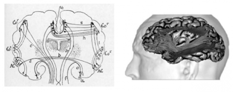 Иллюстрация к книге — Сознание и мозг. Как мозг кодирует мысли [i_028.jpg]