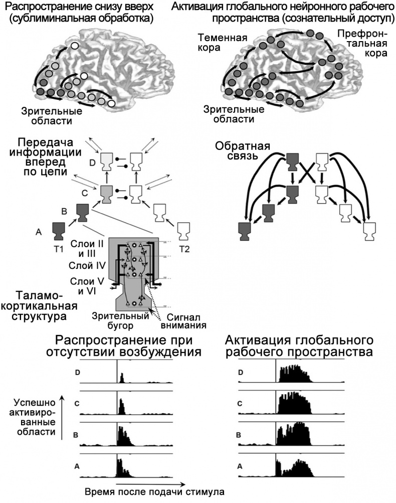 Иллюстрация к книге — Сознание и мозг. Как мозг кодирует мысли [i_030.jpg]