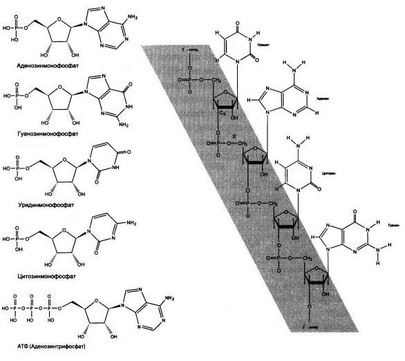 Иллюстрация к книге — Рождение сложности. Эволюционная биология сегодня. Неожиданные открытия и новые вопросы [i_002.jpg]