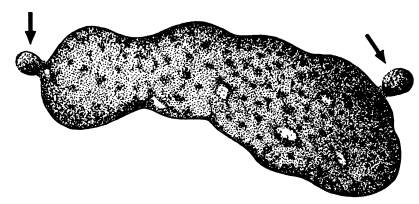 Иллюстрация к книге — Рождение сложности. Эволюционная биология сегодня. Неожиданные открытия и новые вопросы [i_004.jpg]