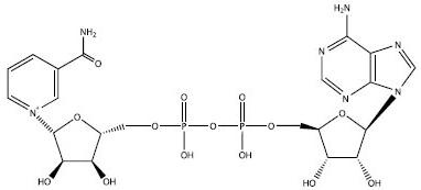 Иллюстрация к книге — Рождение сложности. Эволюционная биология сегодня. Неожиданные открытия и новые вопросы [i_005.jpg]