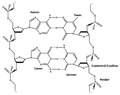 Иллюстрация к книге — Рождение сложности. Эволюционная биология сегодня. Неожиданные открытия и новые вопросы [i_007.jpg]