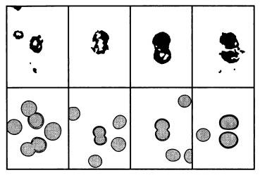 Иллюстрация к книге — Рождение сложности. Эволюционная биология сегодня. Неожиданные открытия и новые вопросы [i_008.jpg]