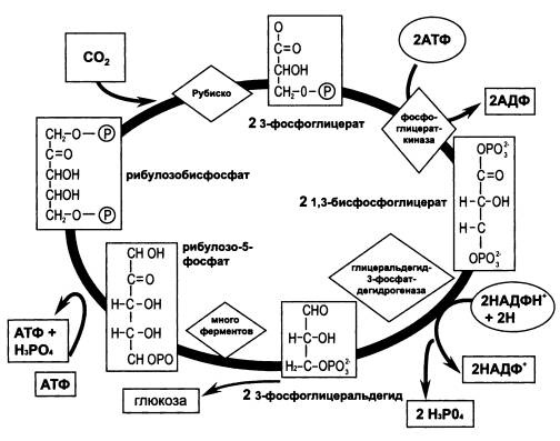 Иллюстрация к книге — Рождение сложности. Эволюционная биология сегодня. Неожиданные открытия и новые вопросы [i_011.jpg]