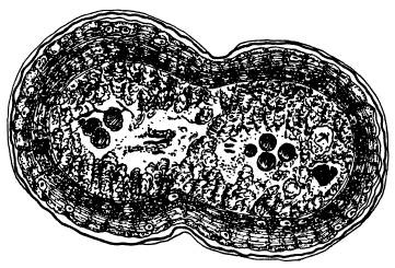 Иллюстрация к книге — Рождение сложности. Эволюционная биология сегодня. Неожиданные открытия и новые вопросы [i_012.jpg]