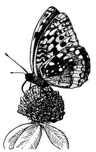 Иллюстрация к книге — Рождение сложности. Эволюционная биология сегодня. Неожиданные открытия и новые вопросы [i_018.jpg]