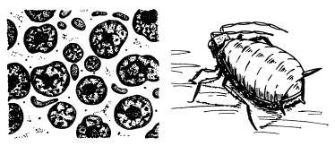 Иллюстрация к книге — Рождение сложности. Эволюционная биология сегодня. Неожиданные открытия и новые вопросы [i_022.jpg]