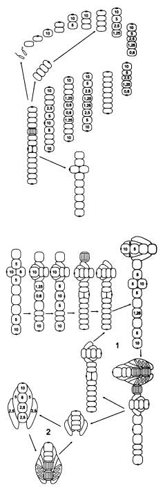 Иллюстрация к книге — Рождение сложности. Эволюционная биология сегодня. Неожиданные открытия и новые вопросы [i_029.jpg]