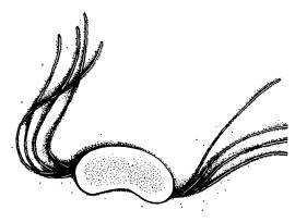 Иллюстрация к книге — Рождение сложности. Эволюционная биология сегодня. Неожиданные открытия и новые вопросы [i_030.jpg]