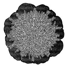 Иллюстрация к книге — Рождение сложности. Эволюционная биология сегодня. Неожиданные открытия и новые вопросы [i_031.jpg]