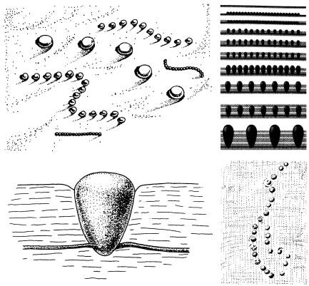 Иллюстрация к книге — Рождение сложности. Эволюционная биология сегодня. Неожиданные открытия и новые вопросы [i_034.jpg]