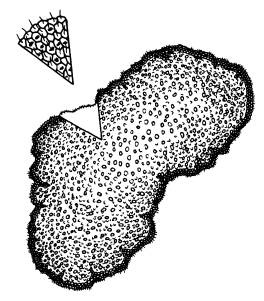 Иллюстрация к книге — Рождение сложности. Эволюционная биология сегодня. Неожиданные открытия и новые вопросы [i_036.jpg]