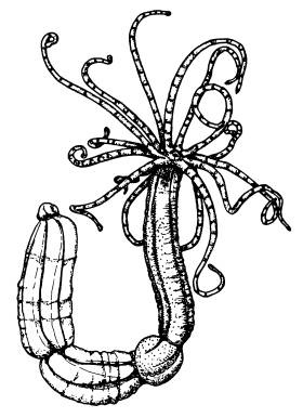 Иллюстрация к книге — Рождение сложности. Эволюционная биология сегодня. Неожиданные открытия и новые вопросы [i_037.jpg]