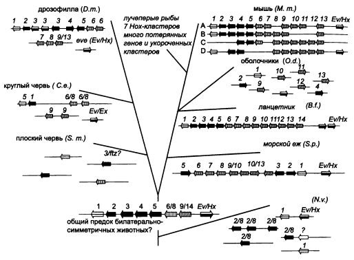 Иллюстрация к книге — Рождение сложности. Эволюционная биология сегодня. Неожиданные открытия и новые вопросы [i_038.jpg]
