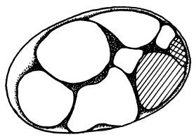 Иллюстрация к книге — Рождение сложности. Эволюционная биология сегодня. Неожиданные открытия и новые вопросы [i_041.jpg]