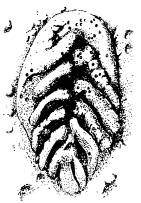 Иллюстрация к книге — Рождение сложности. Эволюционная биология сегодня. Неожиданные открытия и новые вопросы [i_048.jpg]