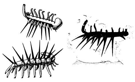 Иллюстрация к книге — Рождение сложности. Эволюционная биология сегодня. Неожиданные открытия и новые вопросы [i_051.jpg]