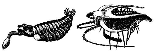 Иллюстрация к книге — Рождение сложности. Эволюционная биология сегодня. Неожиданные открытия и новые вопросы [i_055.jpg]