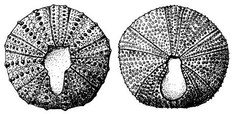Иллюстрация к книге — Рождение сложности. Эволюционная биология сегодня. Неожиданные открытия и новые вопросы [i_057.jpg]