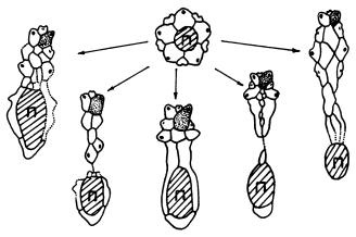 Иллюстрация к книге — Рождение сложности. Эволюционная биология сегодня. Неожиданные открытия и новые вопросы [i_058.jpg]
