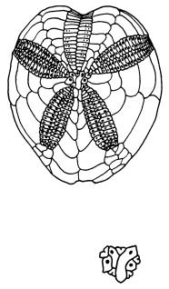 Иллюстрация к книге — Рождение сложности. Эволюционная биология сегодня. Неожиданные открытия и новые вопросы [i_059.jpg]