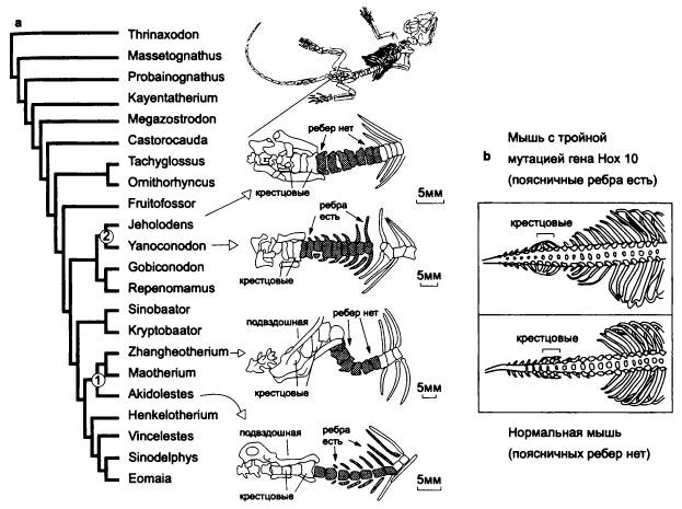 Иллюстрация к книге — Рождение сложности. Эволюционная биология сегодня. Неожиданные открытия и новые вопросы [i_064.jpg]