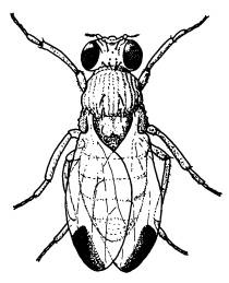 Иллюстрация к книге — Рождение сложности. Эволюционная биология сегодня. Неожиданные открытия и новые вопросы [i_065.jpg]