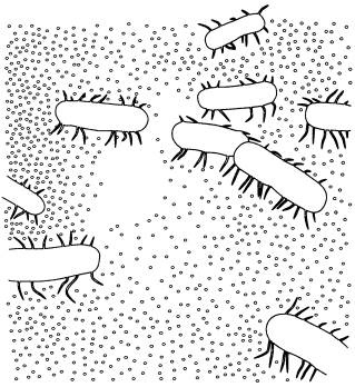 Иллюстрация к книге — Рождение сложности. Эволюционная биология сегодня. Неожиданные открытия и новые вопросы [i_070.jpg]