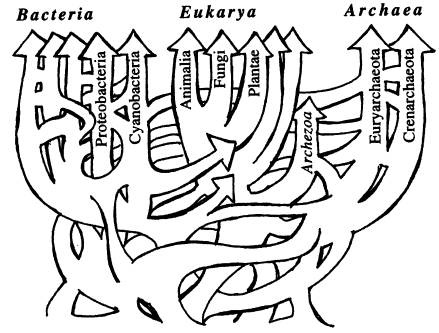 Иллюстрация к книге — Рождение сложности. Эволюционная биология сегодня. Неожиданные открытия и новые вопросы [i_075.jpg]