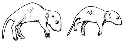 Иллюстрация к книге — Рождение сложности. Эволюционная биология сегодня. Неожиданные открытия и новые вопросы [i_076.jpg]