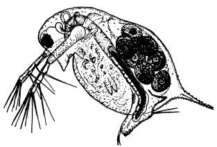 Иллюстрация к книге — Рождение сложности. Эволюционная биология сегодня. Неожиданные открытия и новые вопросы [i_078.jpg]