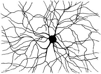Иллюстрация к книге — Рождение сложности. Эволюционная биология сегодня. Неожиданные открытия и новые вопросы [i_080.jpg]