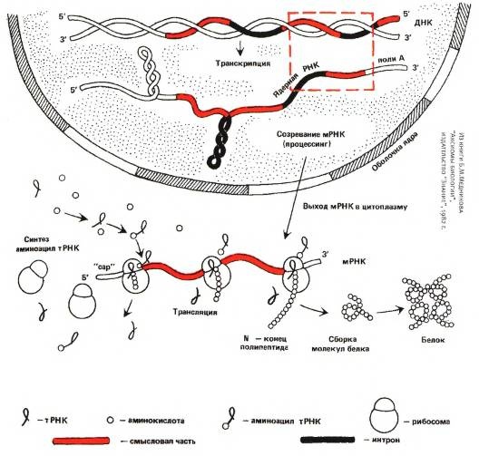 Иллюстрация к книге — Рождение сложности. Эволюционная биология сегодня. Неожиданные открытия и новые вопросы [i_084.jpg]