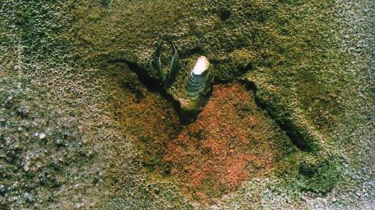 Иллюстрация к книге — Рождение сложности. Эволюционная биология сегодня. Неожиданные открытия и новые вопросы [i_089.jpg]