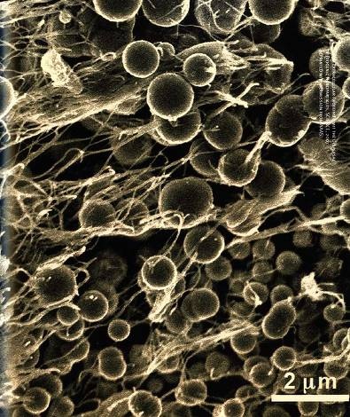 Иллюстрация к книге — Рождение сложности. Эволюционная биология сегодня. Неожиданные открытия и новые вопросы [i_092.jpg]