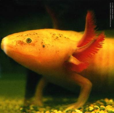 Иллюстрация к книге — Рождение сложности. Эволюционная биология сегодня. Неожиданные открытия и новые вопросы [i_096.jpg]