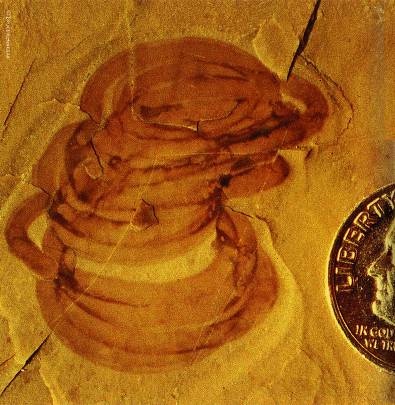 Иллюстрация к книге — Рождение сложности. Эволюционная биология сегодня. Неожиданные открытия и новые вопросы [i_097.jpg]