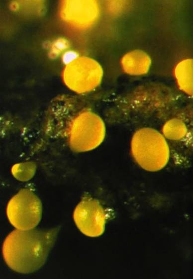 Иллюстрация к книге — Рождение сложности. Эволюционная биология сегодня. Неожиданные открытия и новые вопросы [i_101.jpg]