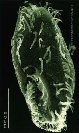 Иллюстрация к книге — Рождение сложности. Эволюционная биология сегодня. Неожиданные открытия и новые вопросы [i_102.jpg]