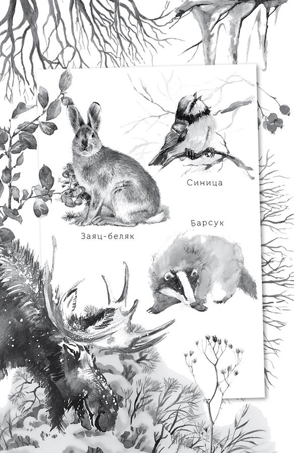 Иллюстрация к книге — Лесные тайнички [i_001.jpg]