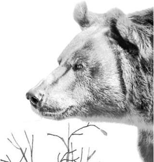 Иллюстрация к книге — Лесные тайнички [i_003.jpg]