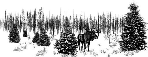 Иллюстрация к книге — Лесные тайнички [i_004.jpg]