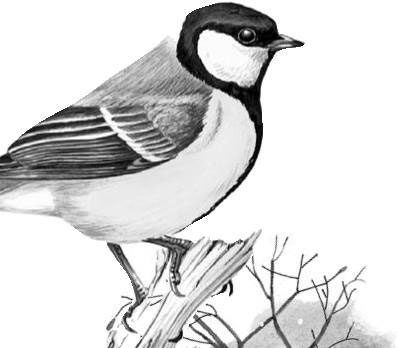 Иллюстрация к книге — Лесные тайнички [i_007.jpg]