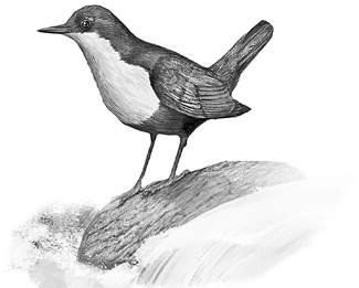 Иллюстрация к книге — Лесные тайнички [i_011.jpg]