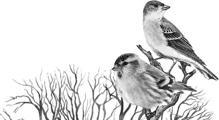 Иллюстрация к книге — Лесные тайнички [i_013.jpg]