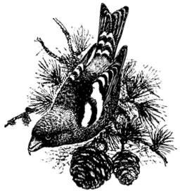 Иллюстрация к книге — Лесные тайнички [i_015.jpg]