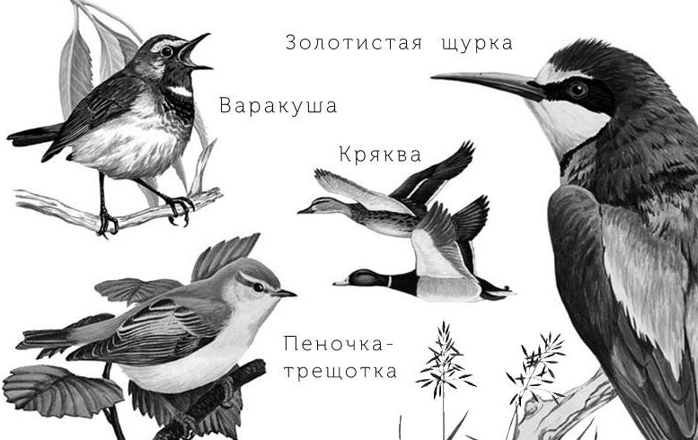 Иллюстрация к книге — Лесные тайнички [i_018.jpg]