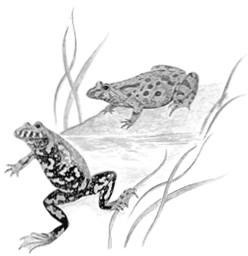 Иллюстрация к книге — Лесные тайнички [i_023.jpg]